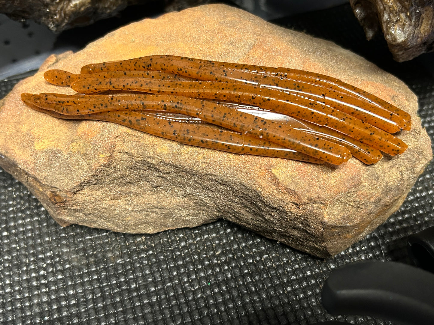 North Carolina Pumpkin Seed (qty12)