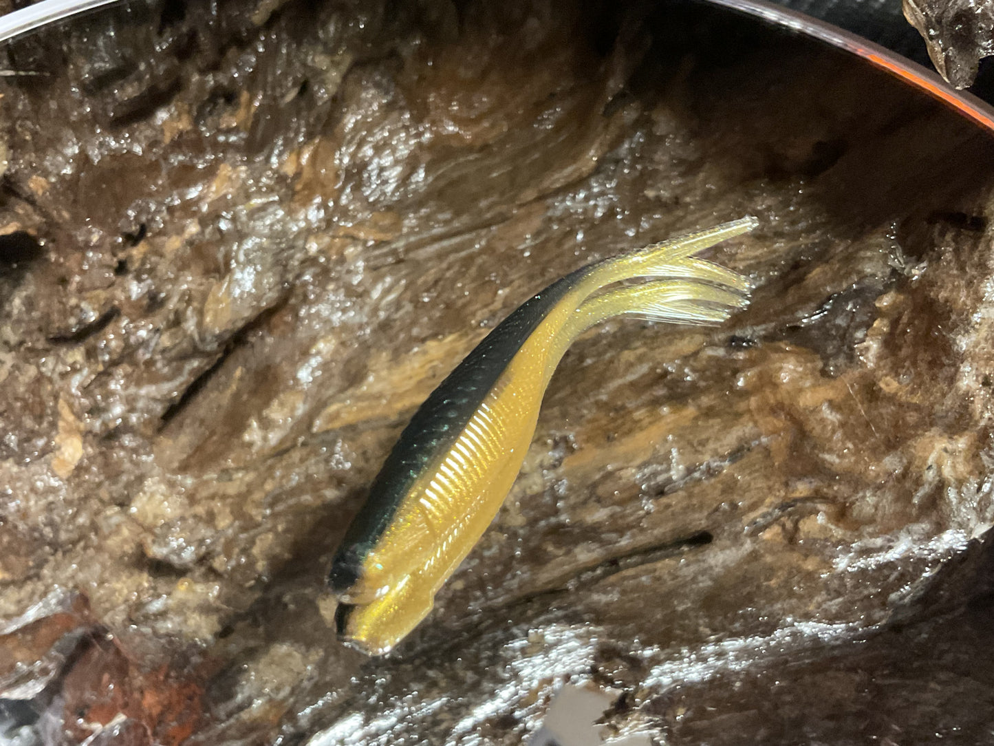 Emerald Gold Shad