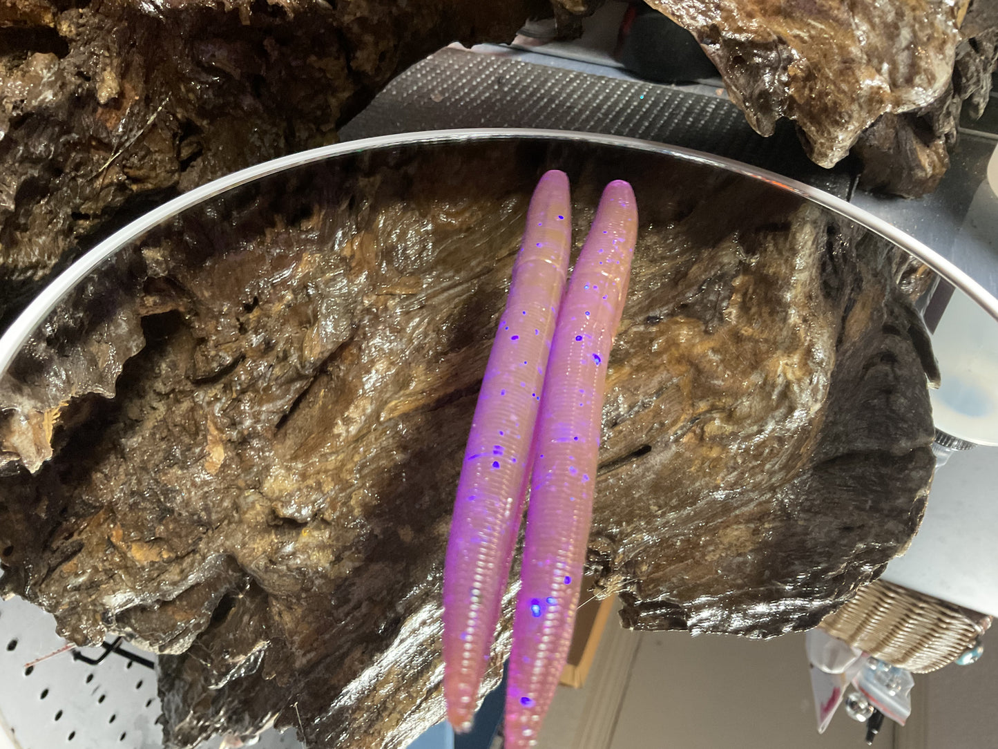 Violet Chameleon