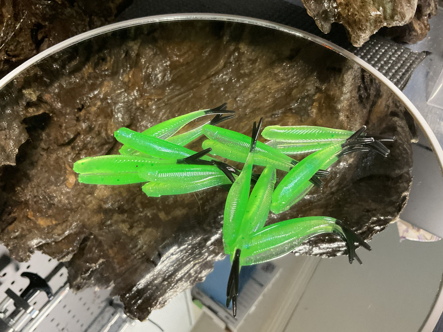 Alien Shine / Black Tail