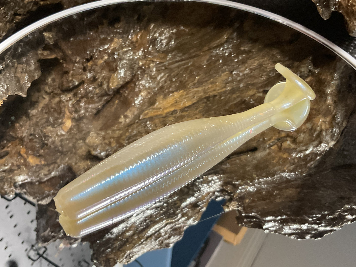 Cal Threadfin Shad