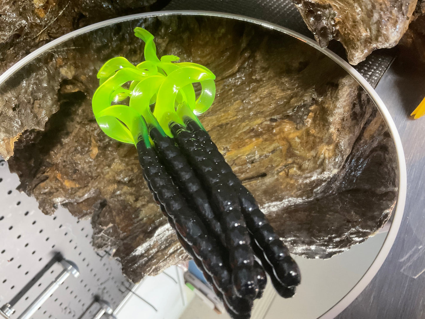 Black - Chartreuse Tail