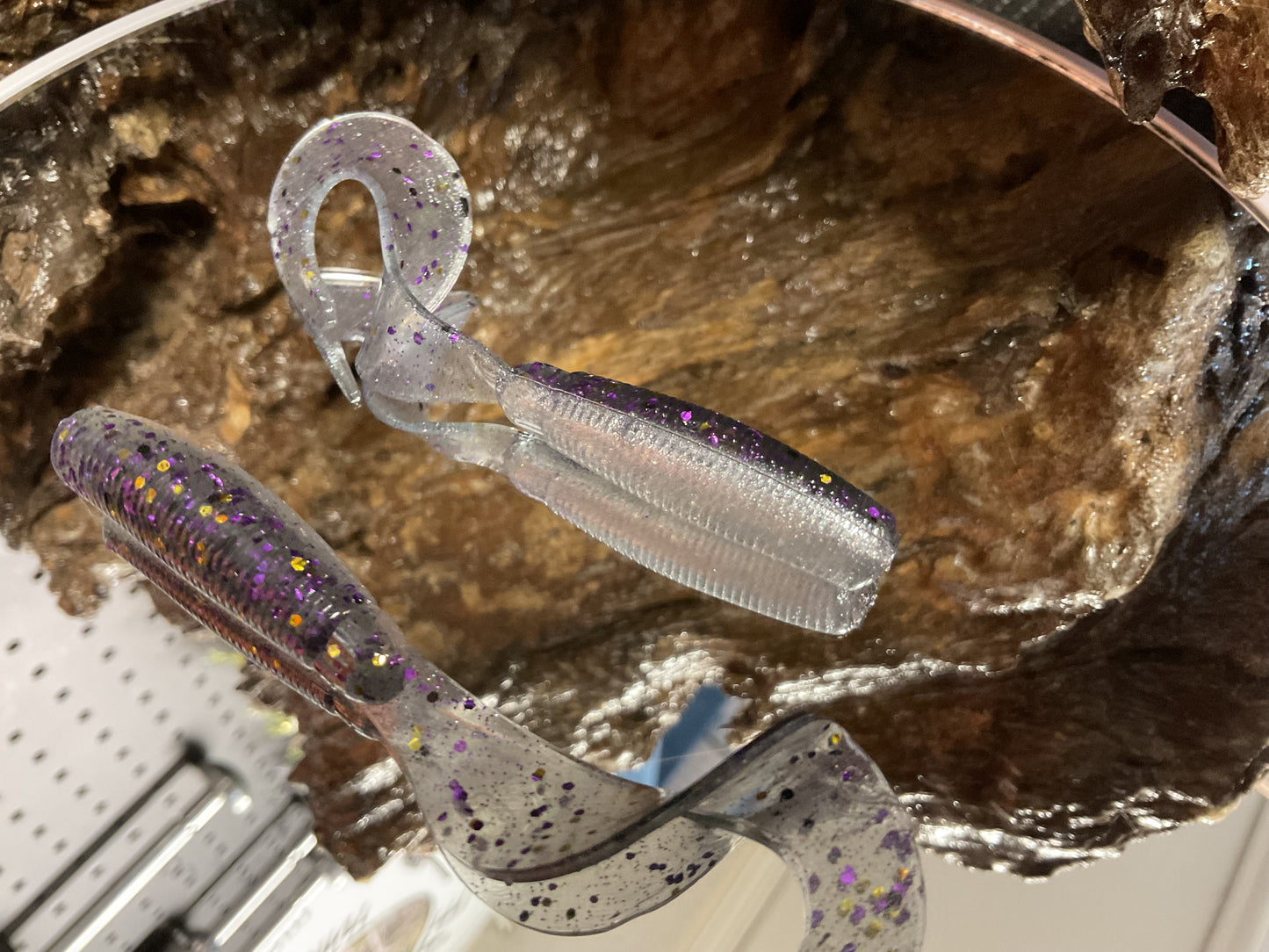 Gizzard Shad