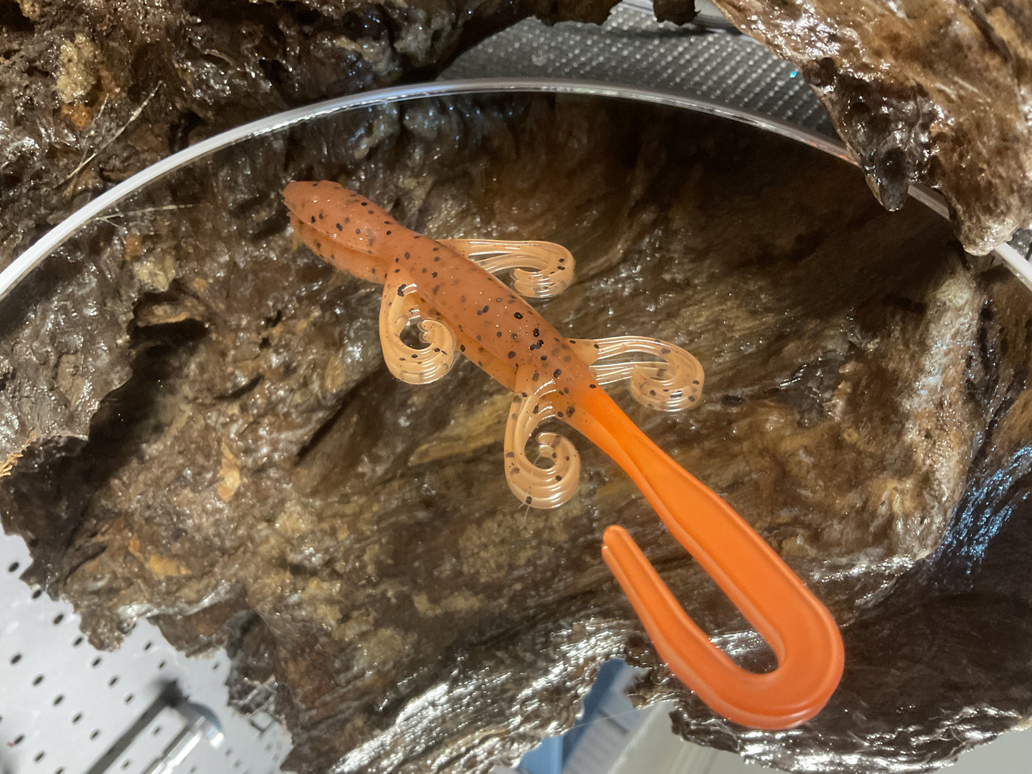 Pumpkin Seed Orange Tail