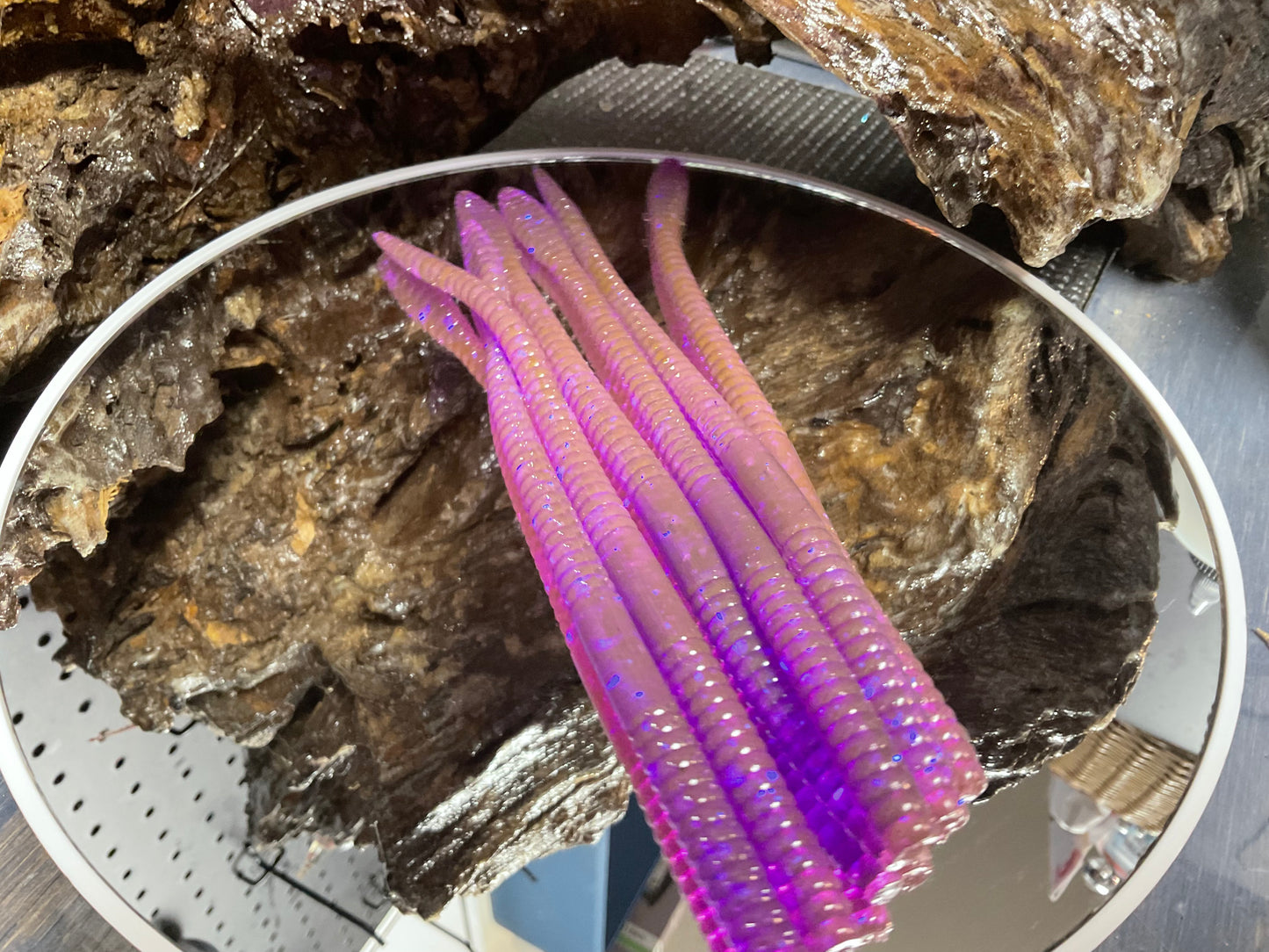 Violet Chameleon