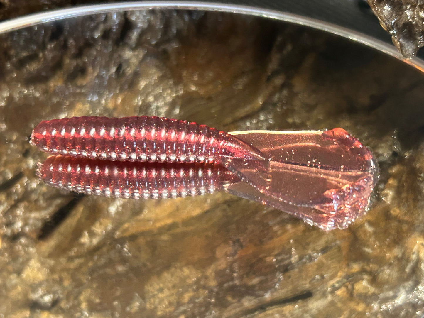 Chupucabra