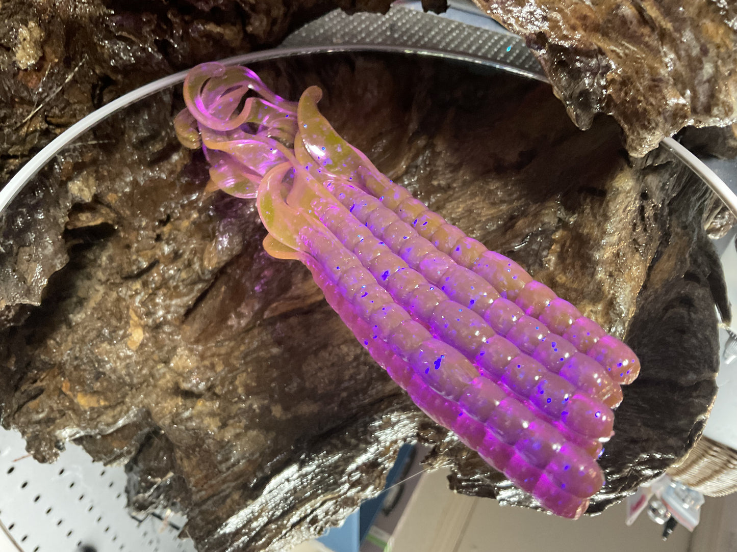 Violet Chameleon