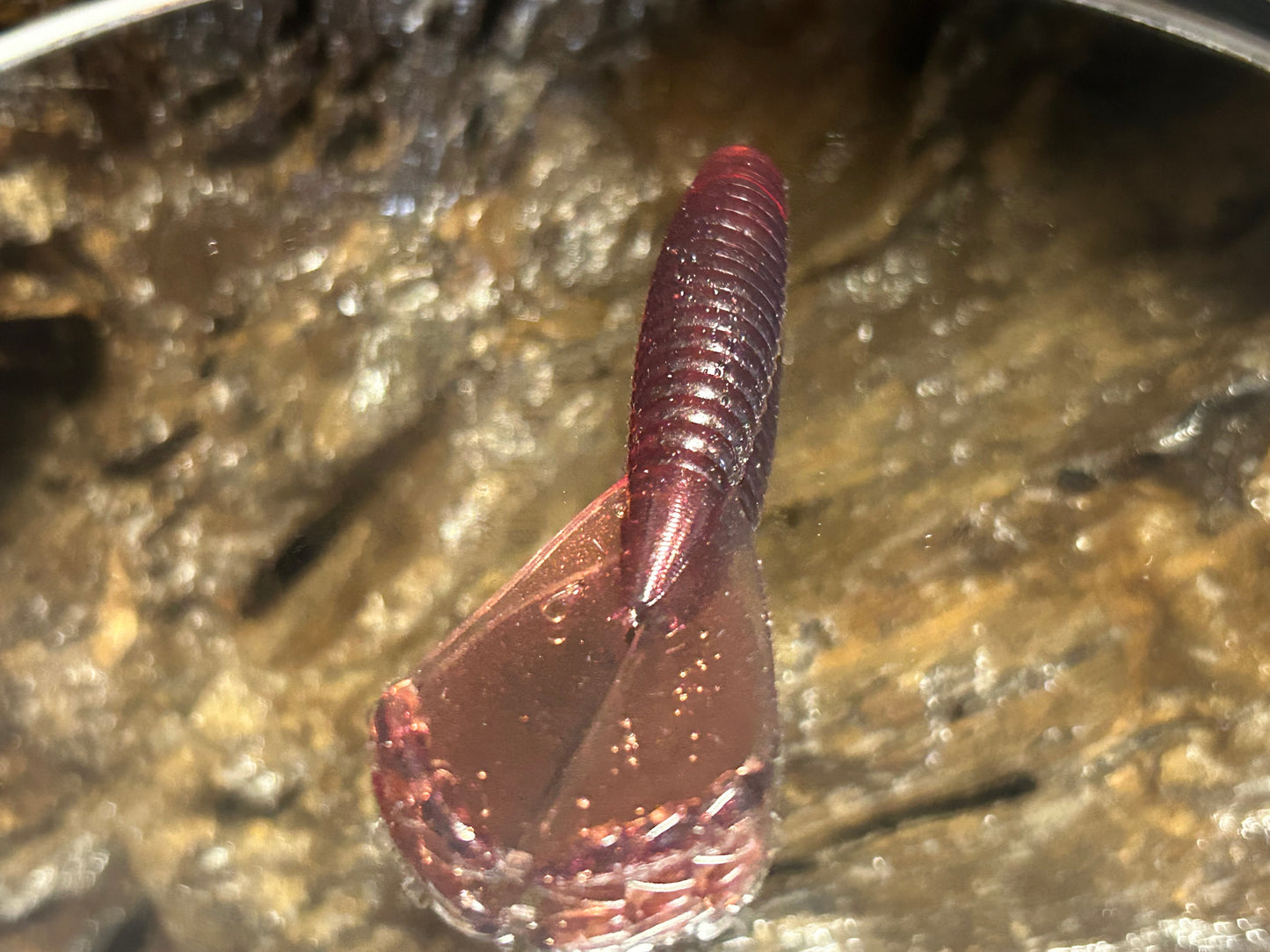 Chupucabra