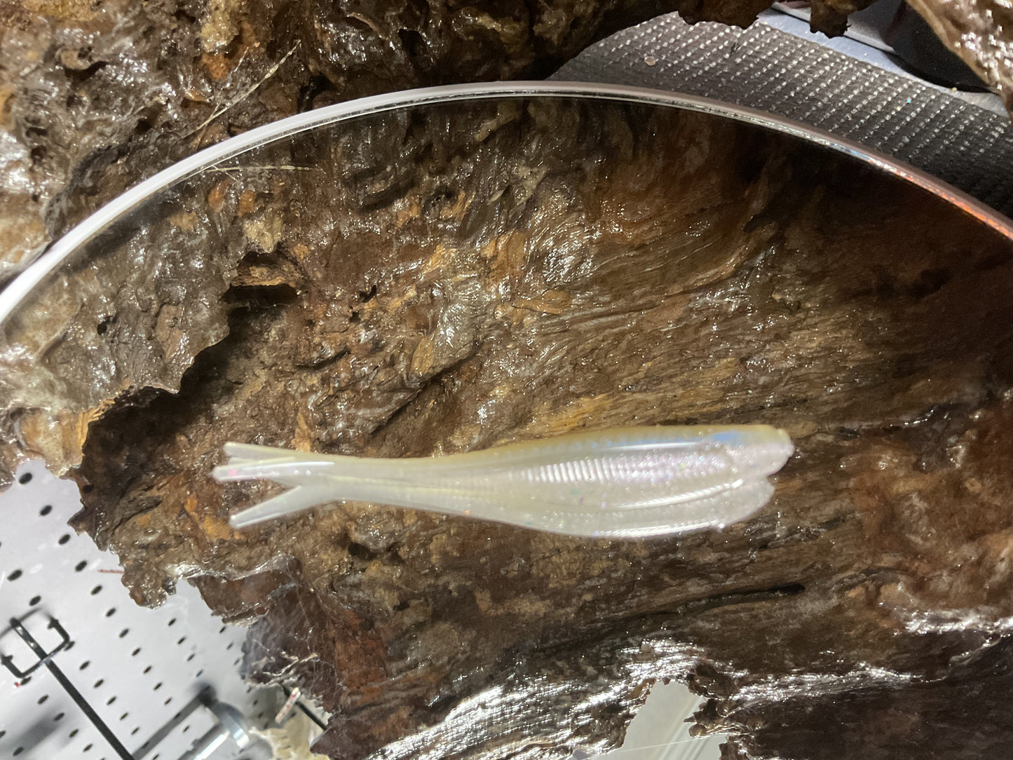 Cal Threadfin Shad