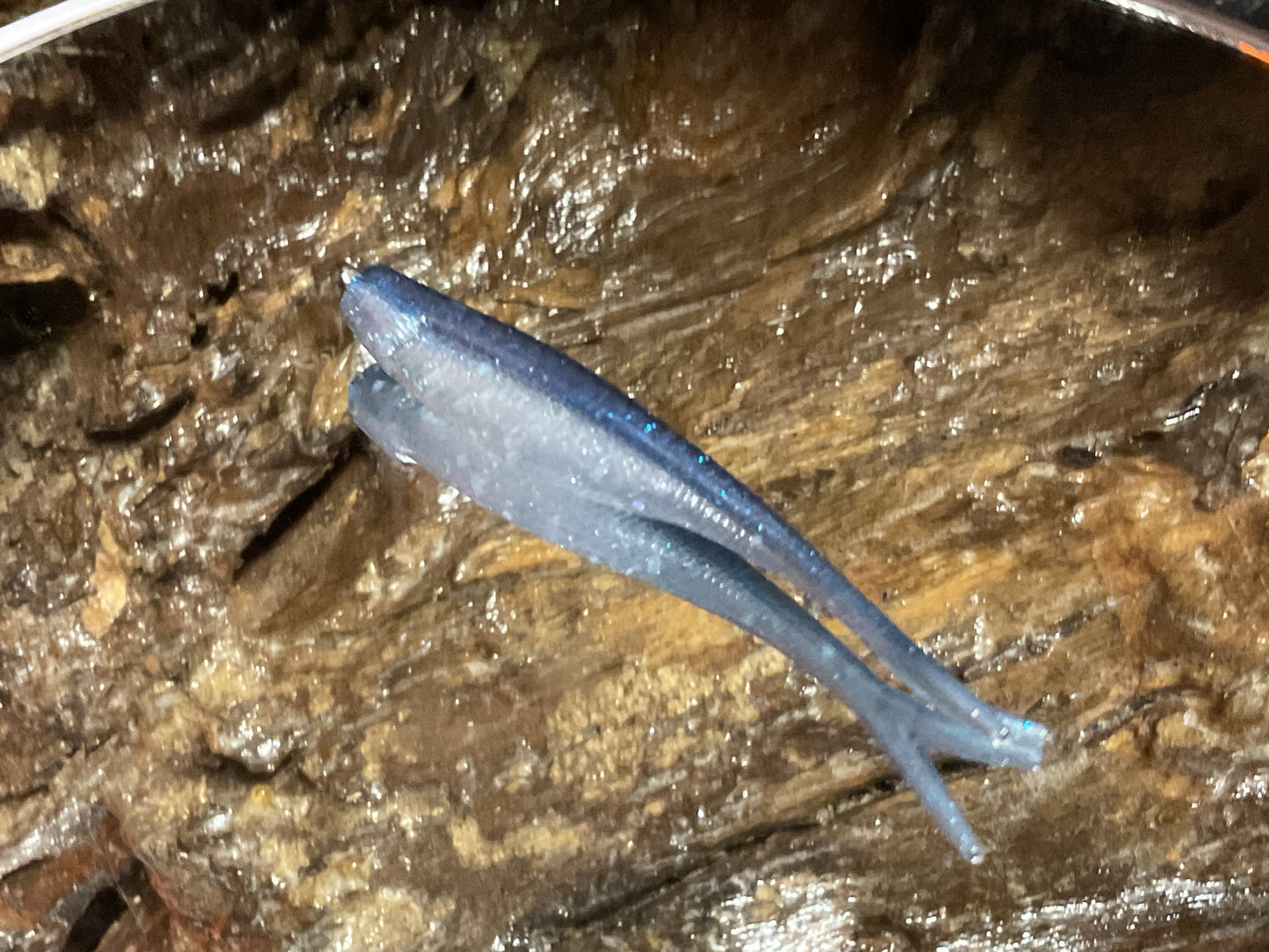 Blue Haze Shad