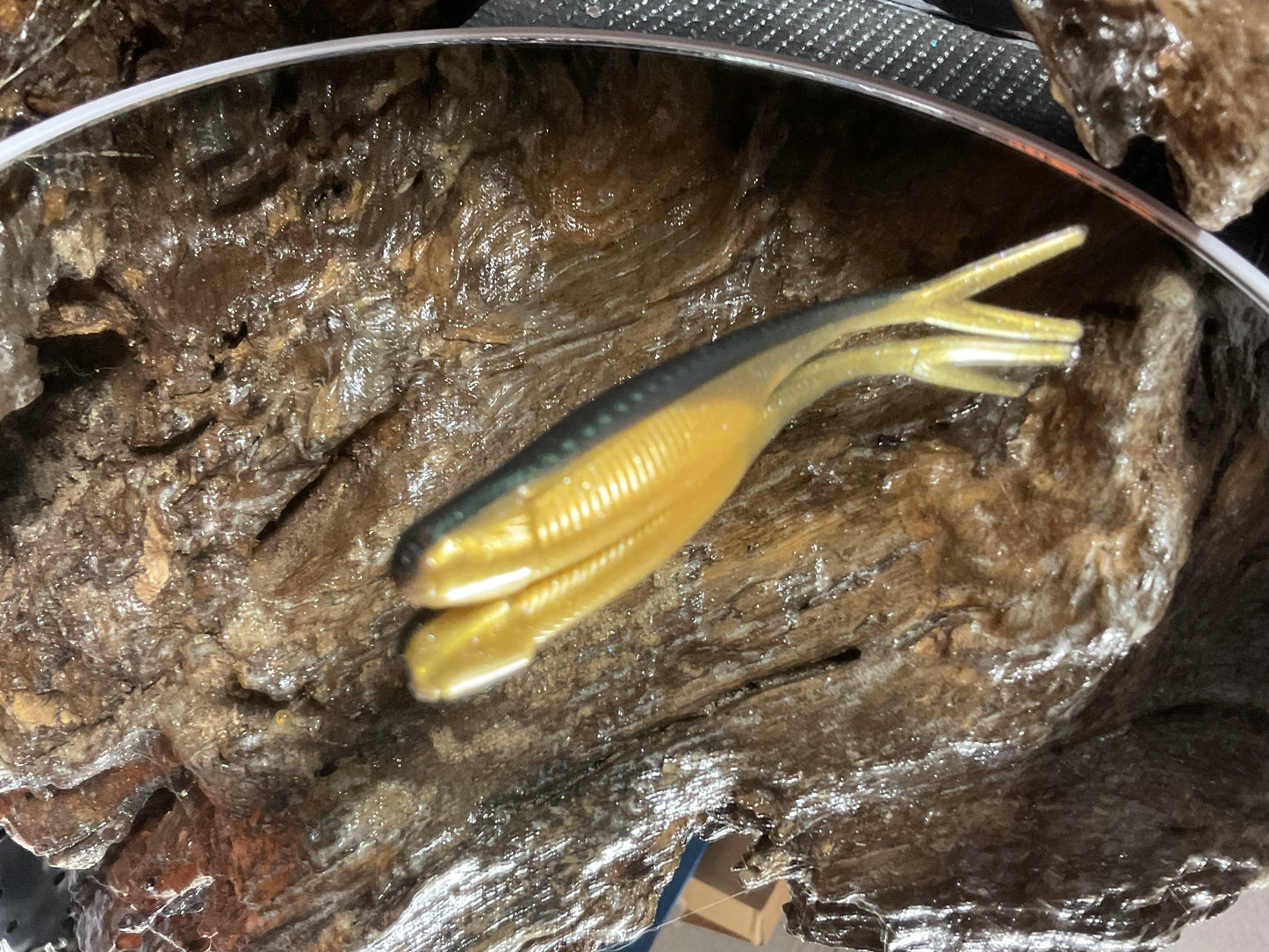 Emerald Gold Shad