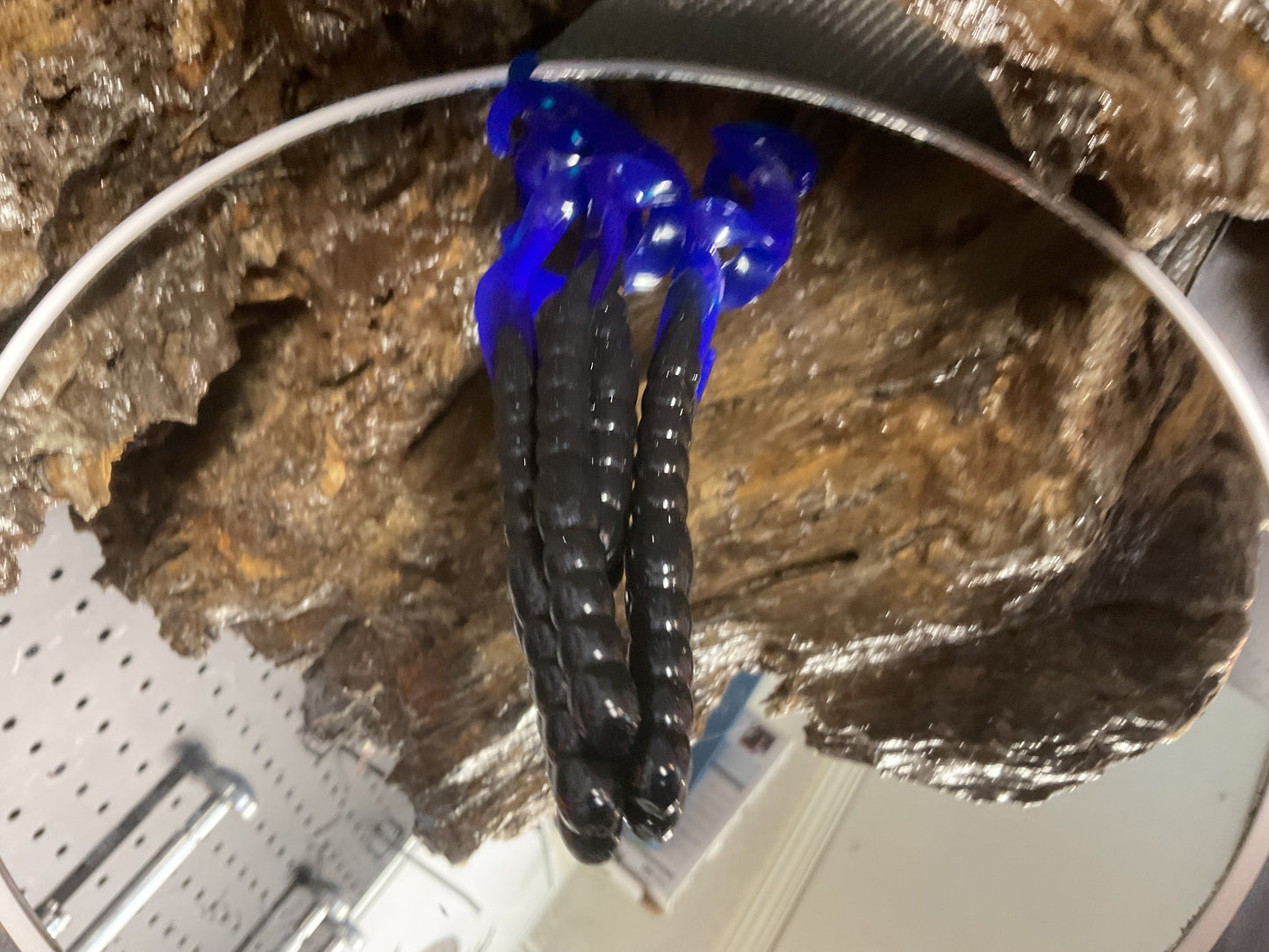 Black - Blue Tail
