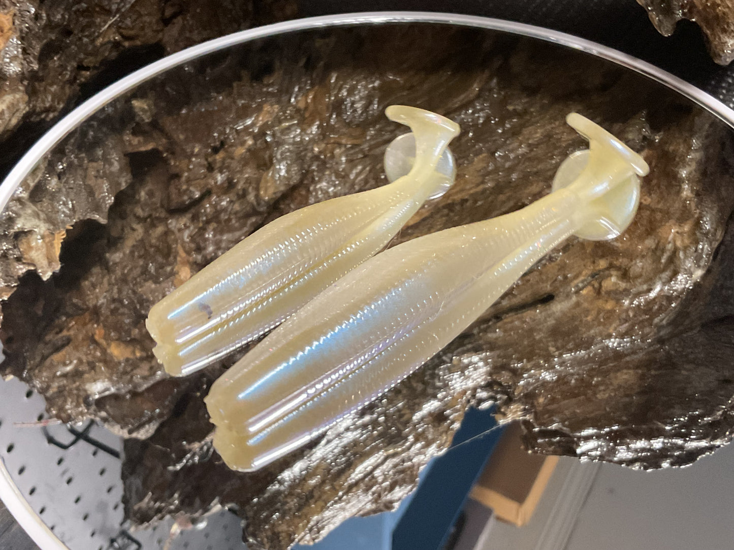 Cal Threadfin Shad