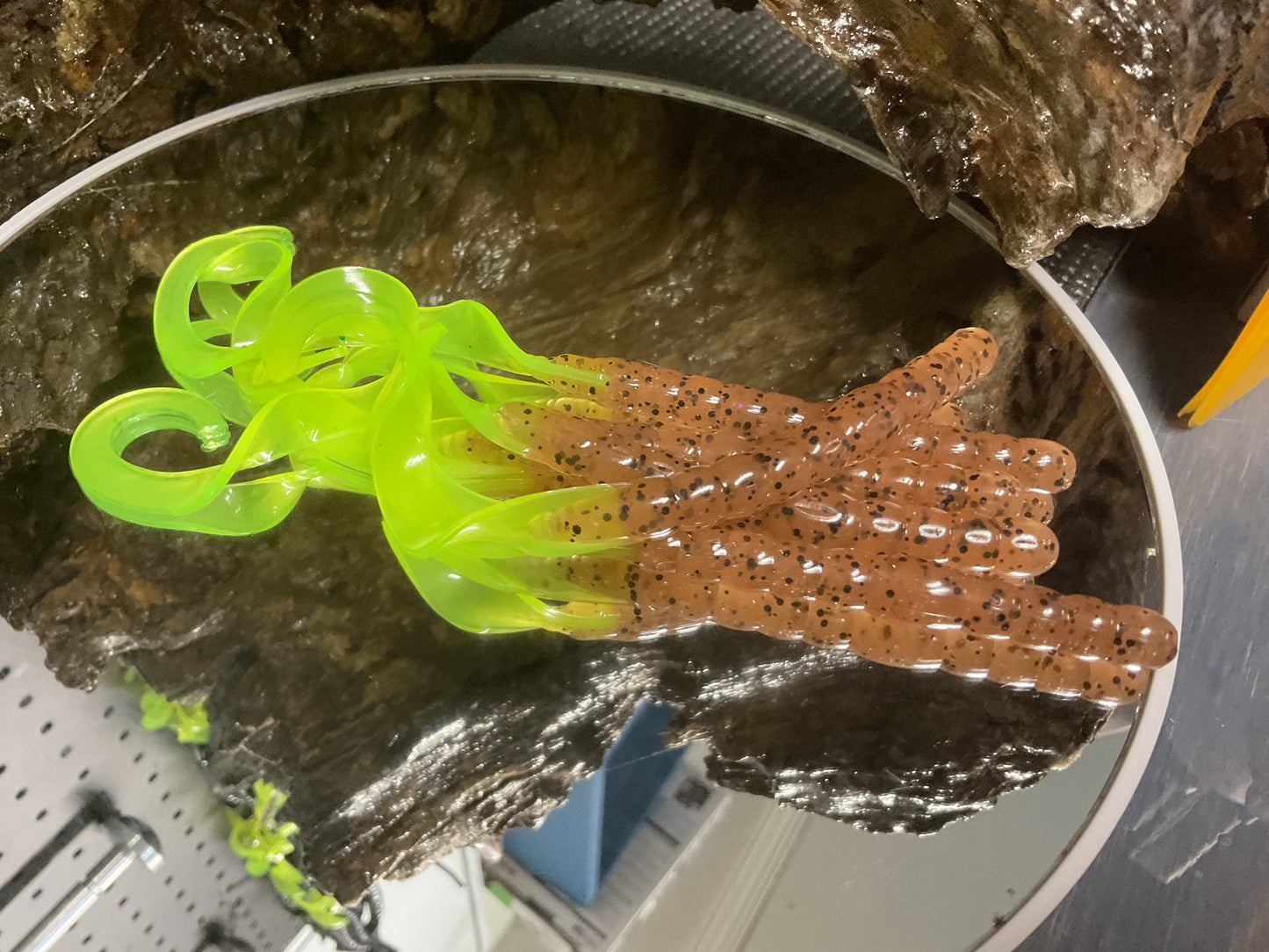 Pumpkin Seed - Chartreuse Tail