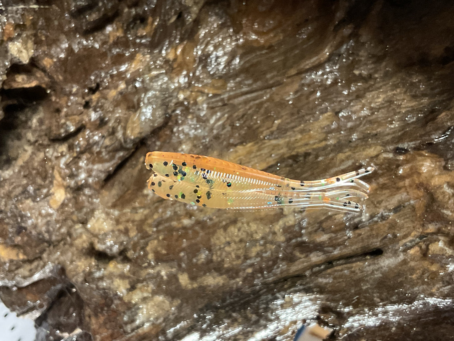 Grasshopper