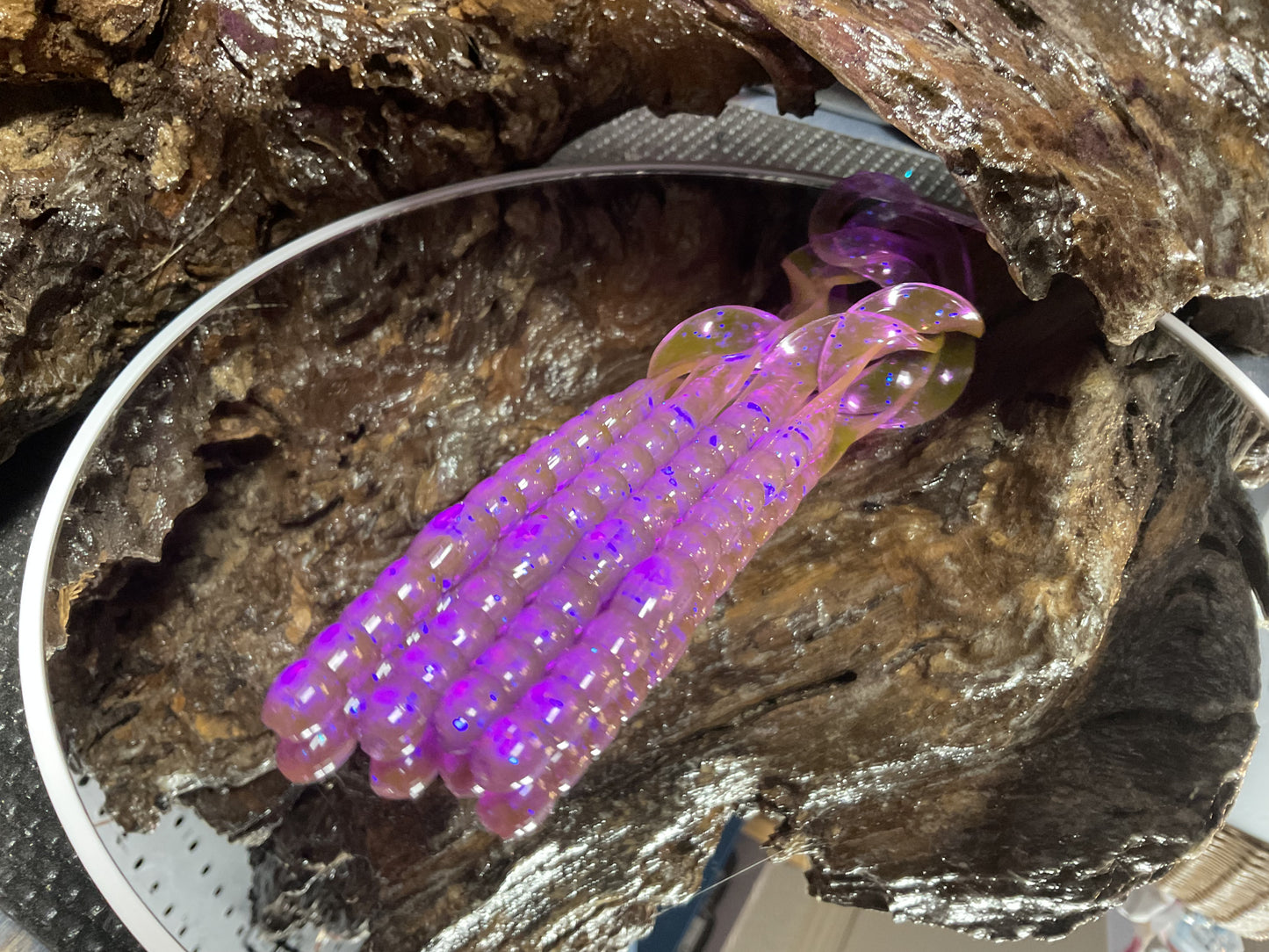 Violet Chameleon