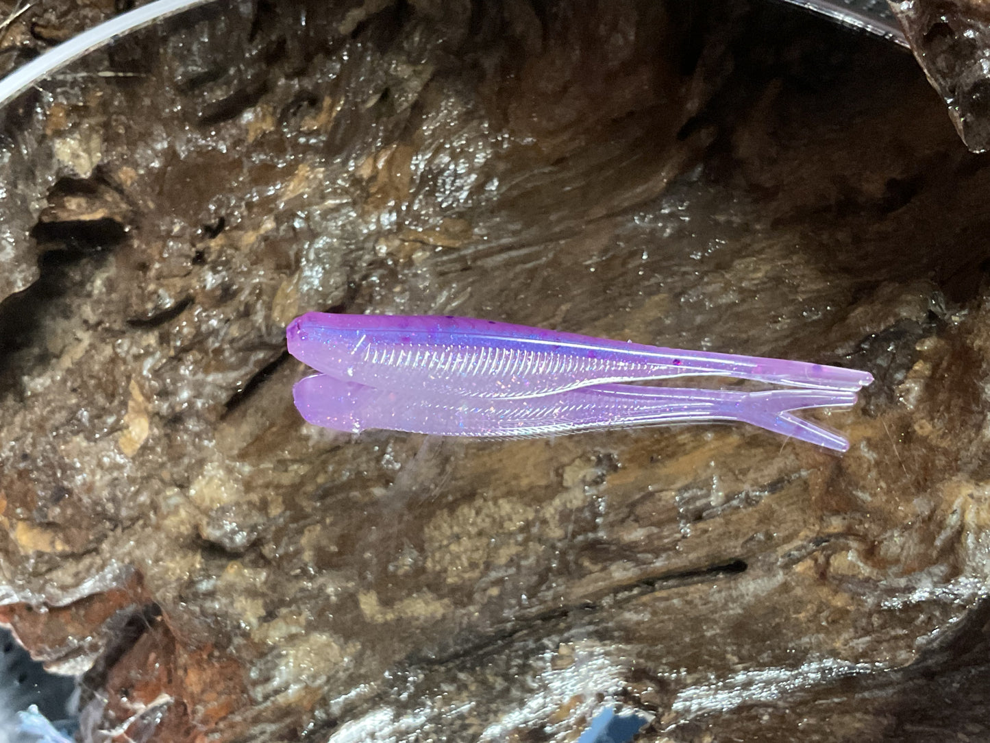 Aztec Shad
