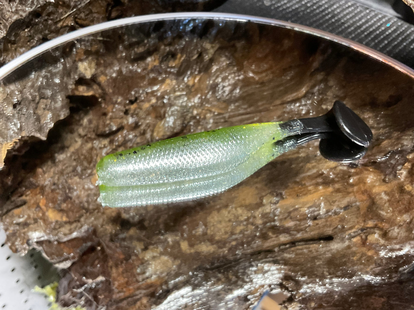 Baby Bass