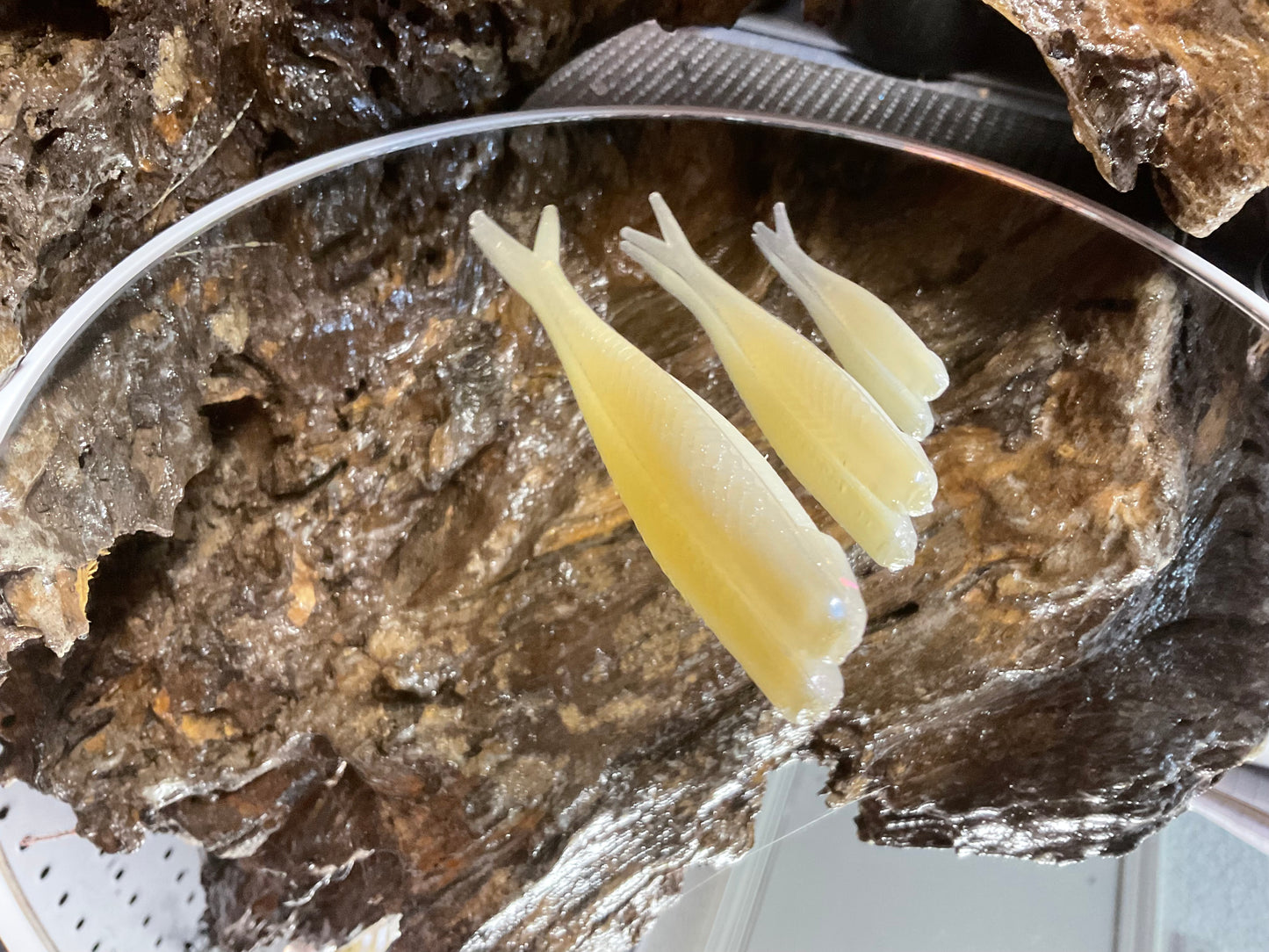 Cal Threadfin Shad