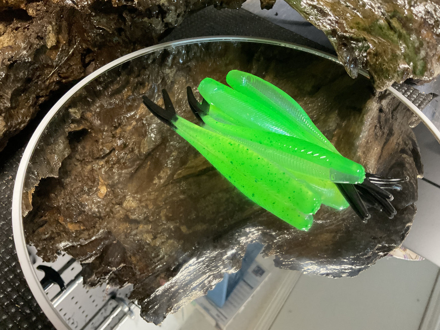 Alien Shine / Black Tail