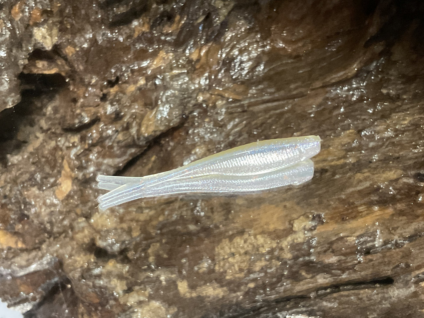 Cal Threadfin Shad