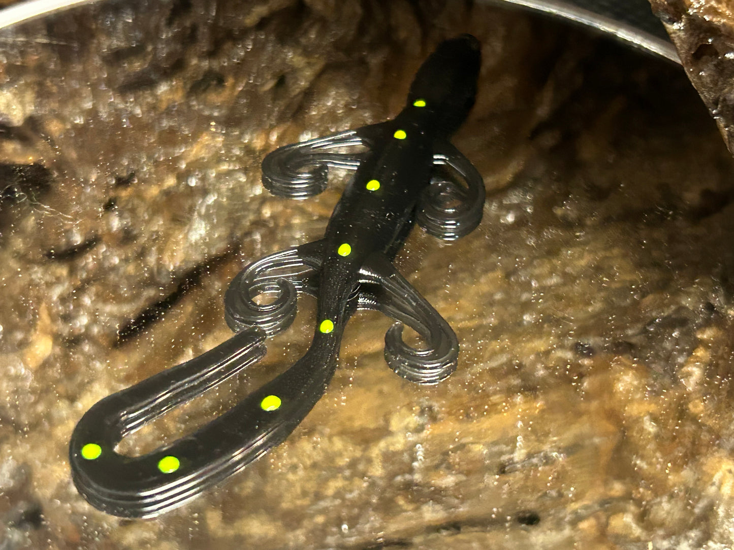 Black with chartreuse dots 