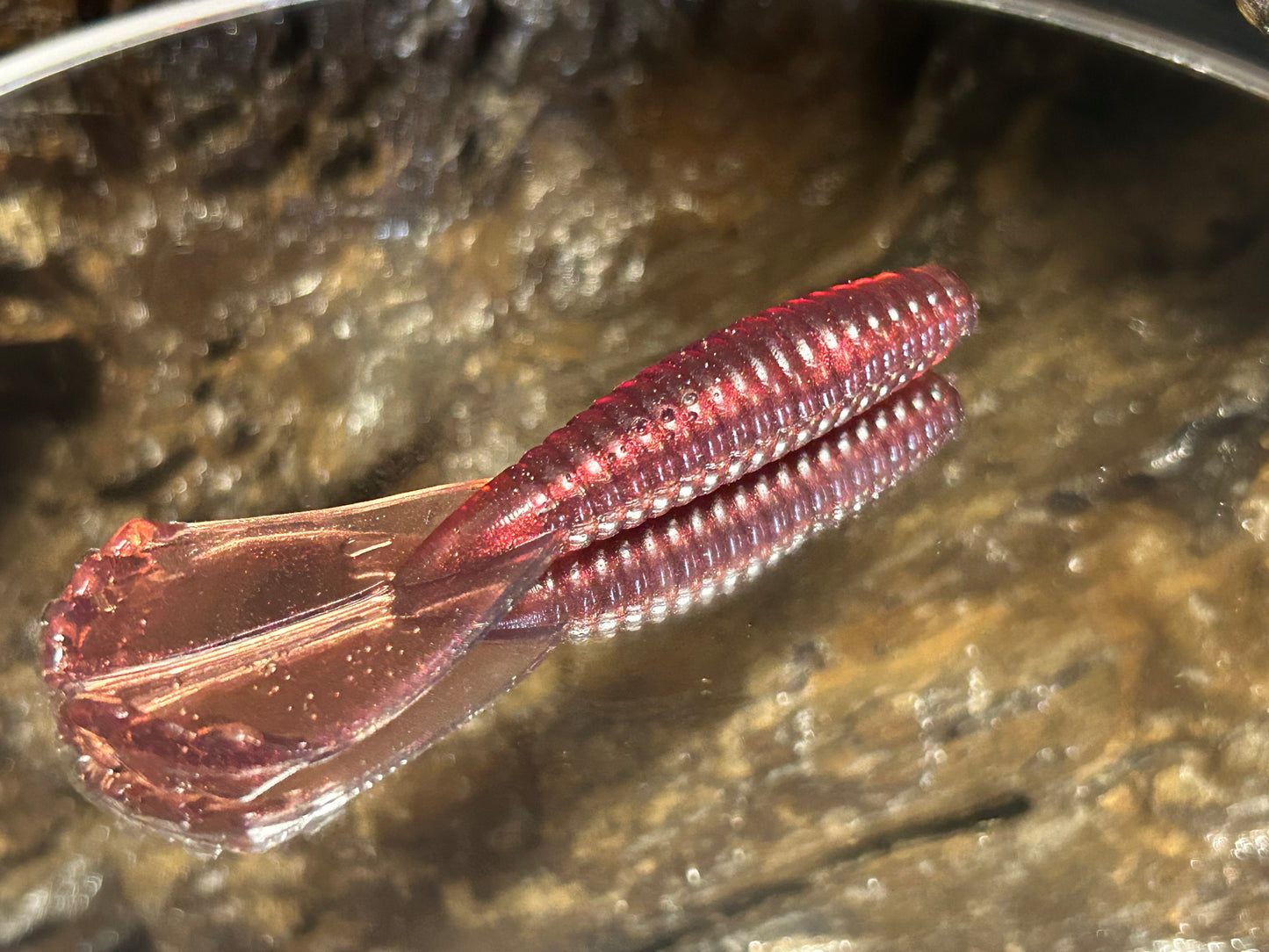 Chupucabra