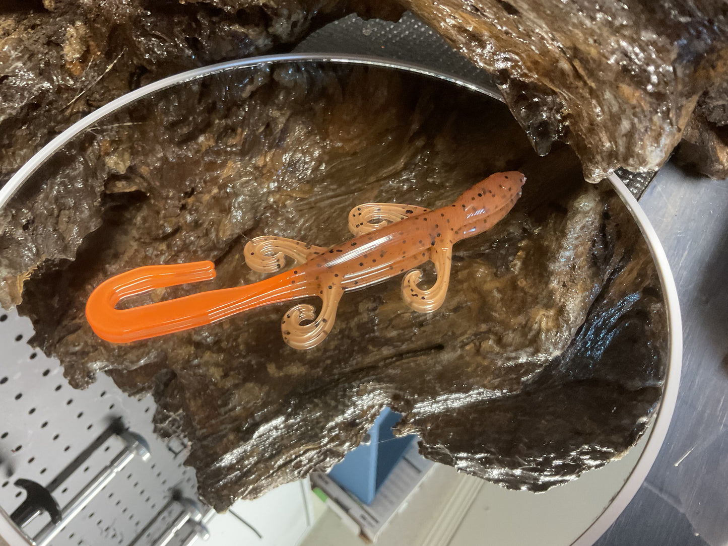 Pumpkin Seed Orange Tail