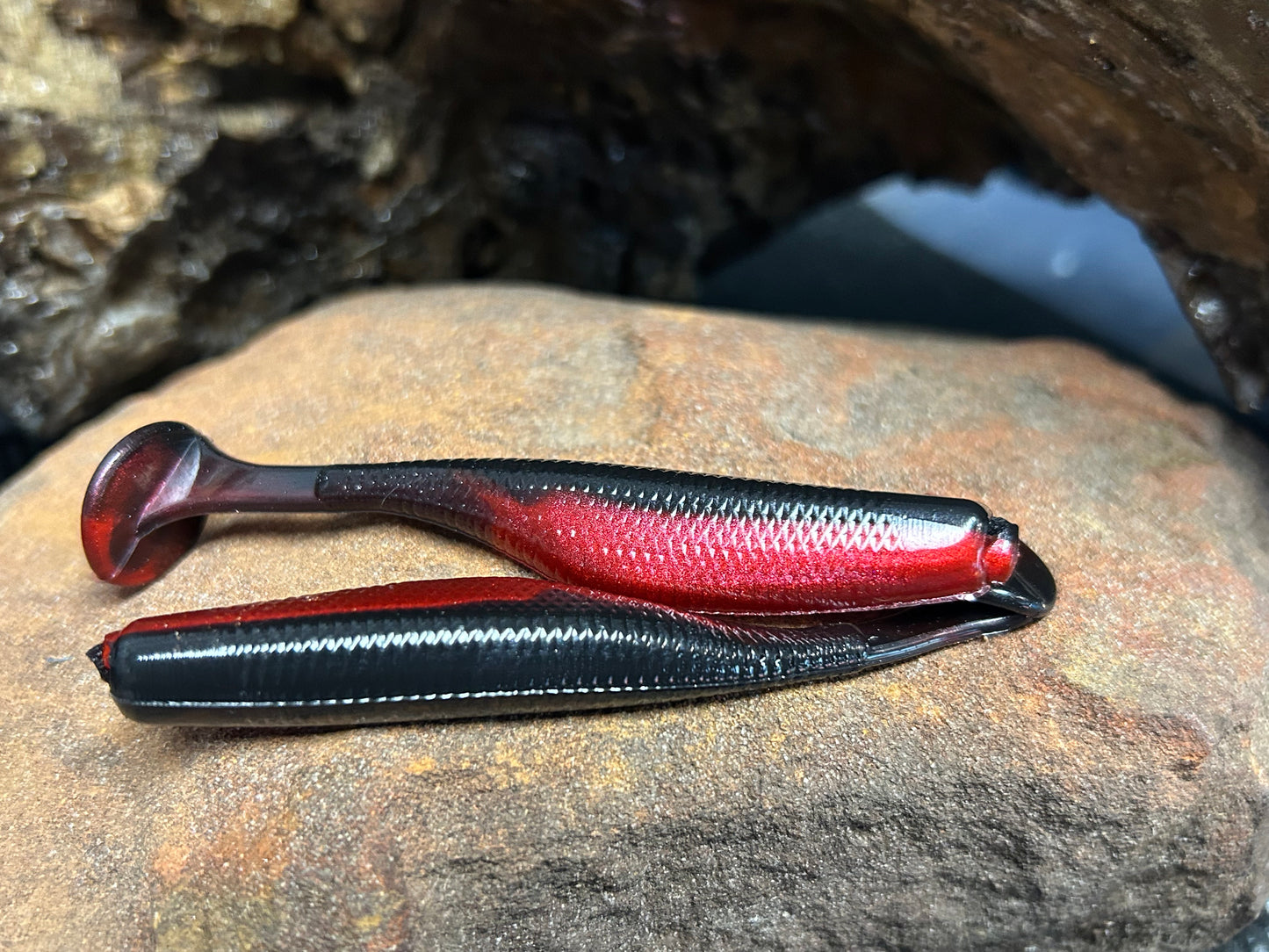 Red Shad