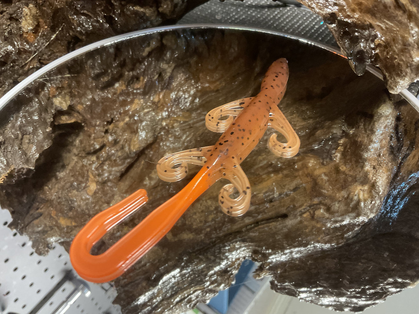 Pumpkin Seed Orange Tail