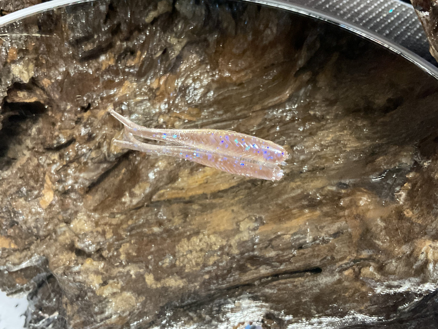 Electric Shad