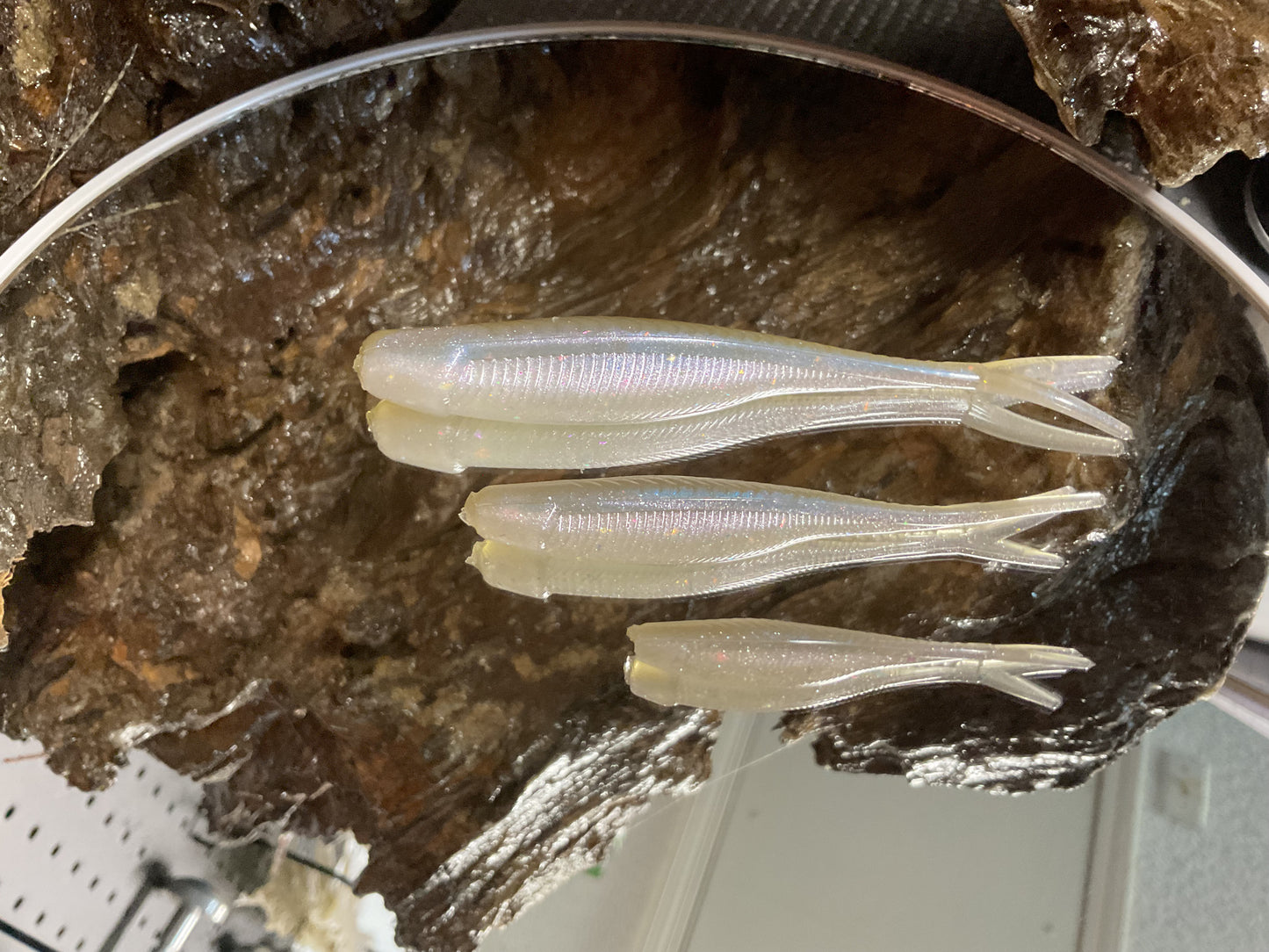 Cal Threadfin Shad