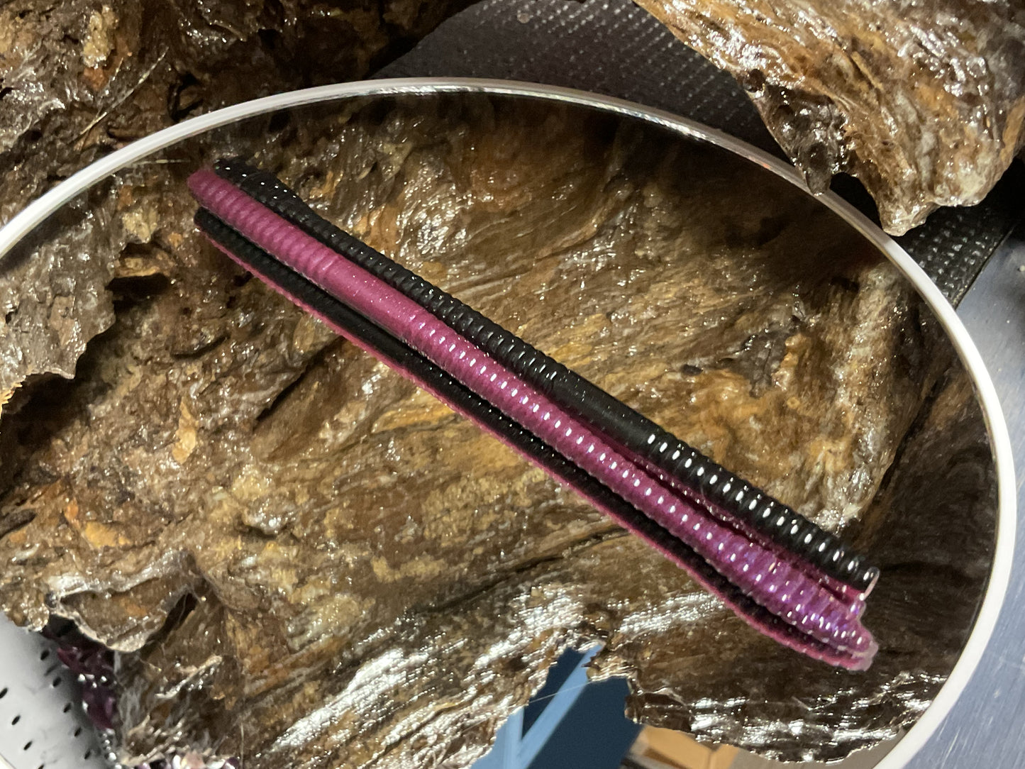 Tequila Sunrise Shad