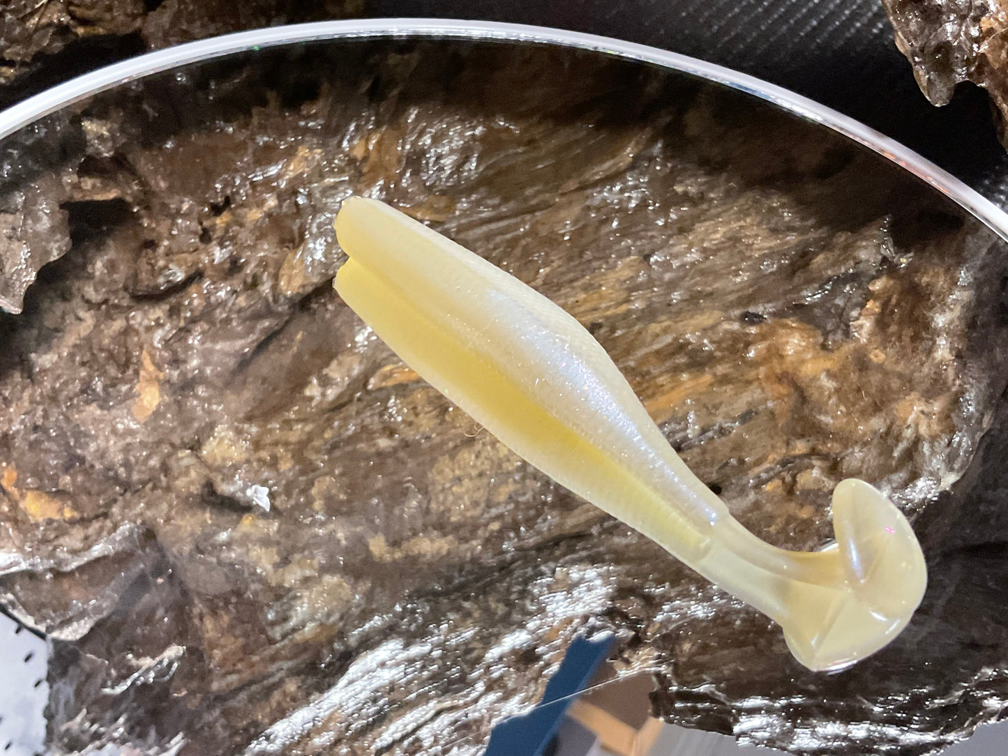 Cal Threadfin Shad