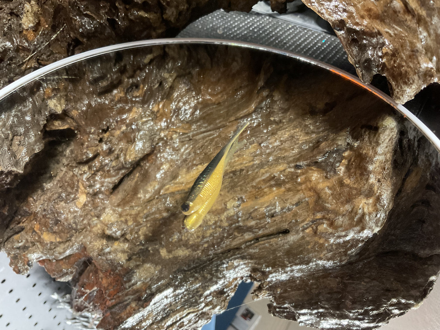 Emerald Gold Shad