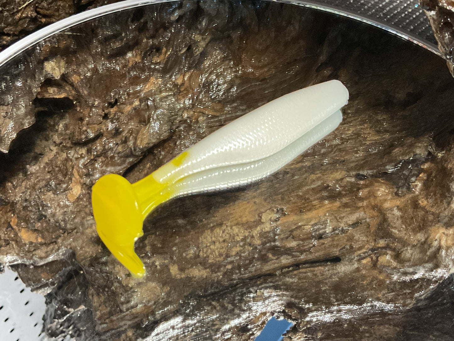 White / Yellow Tail