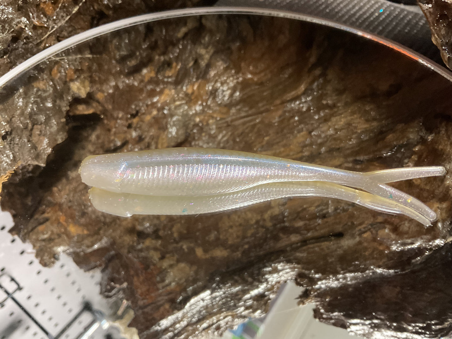 Cal Threadfin Shad