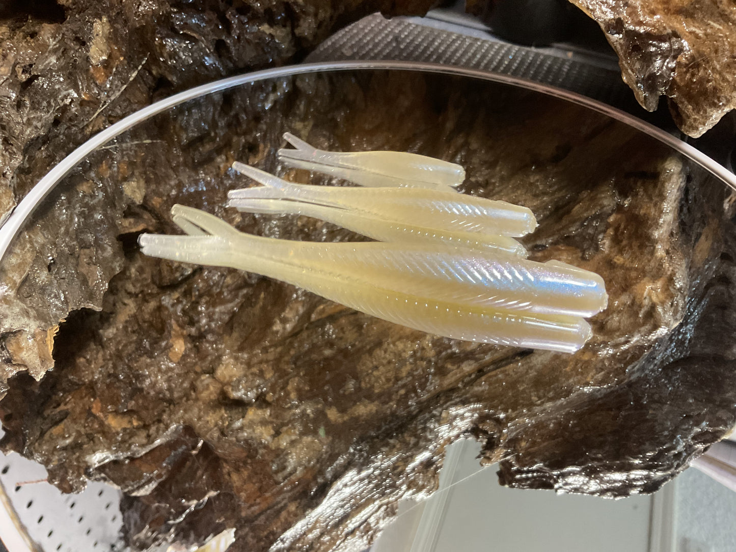 Cal Threadfin Shad