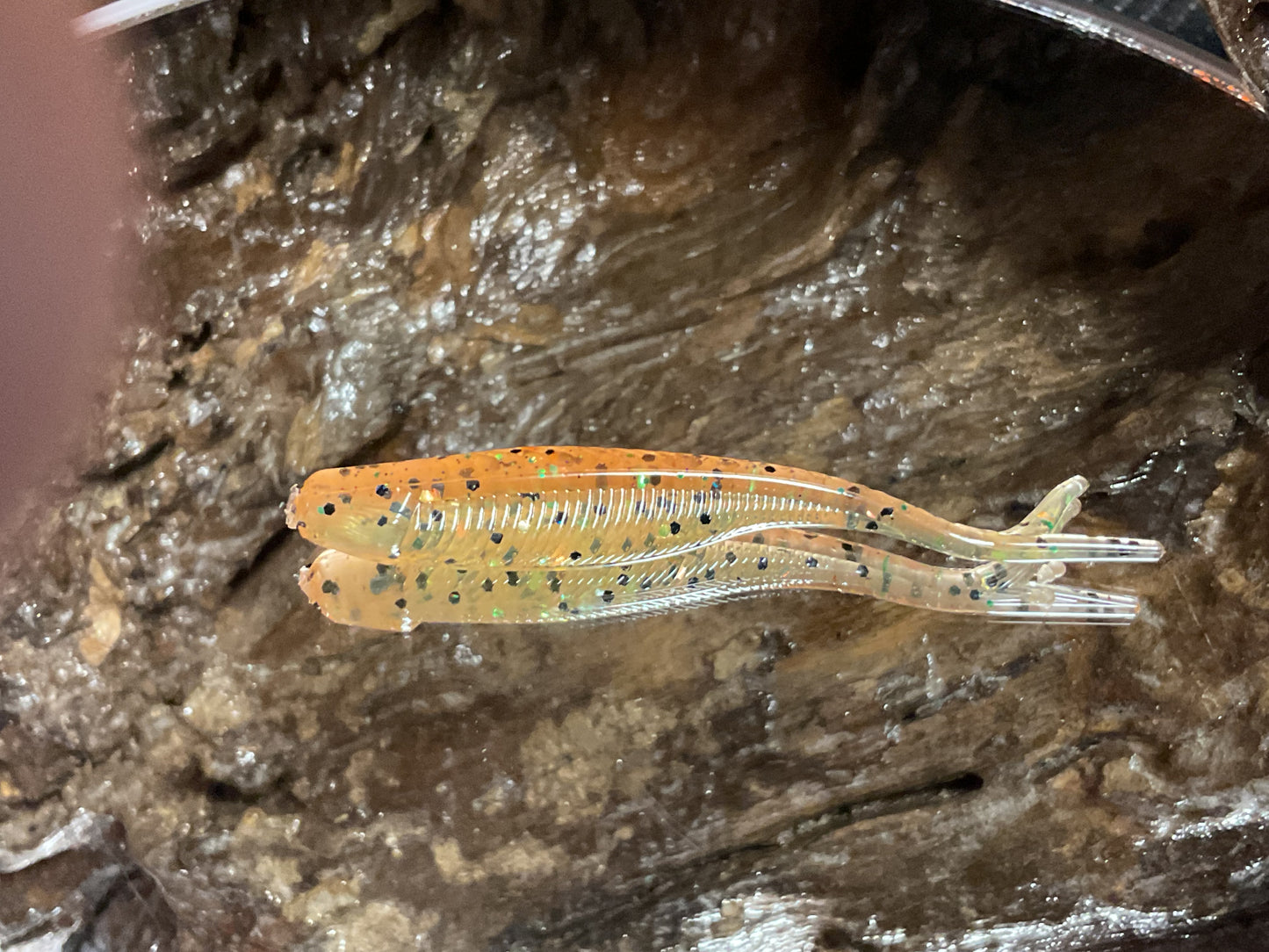 Grasshopper