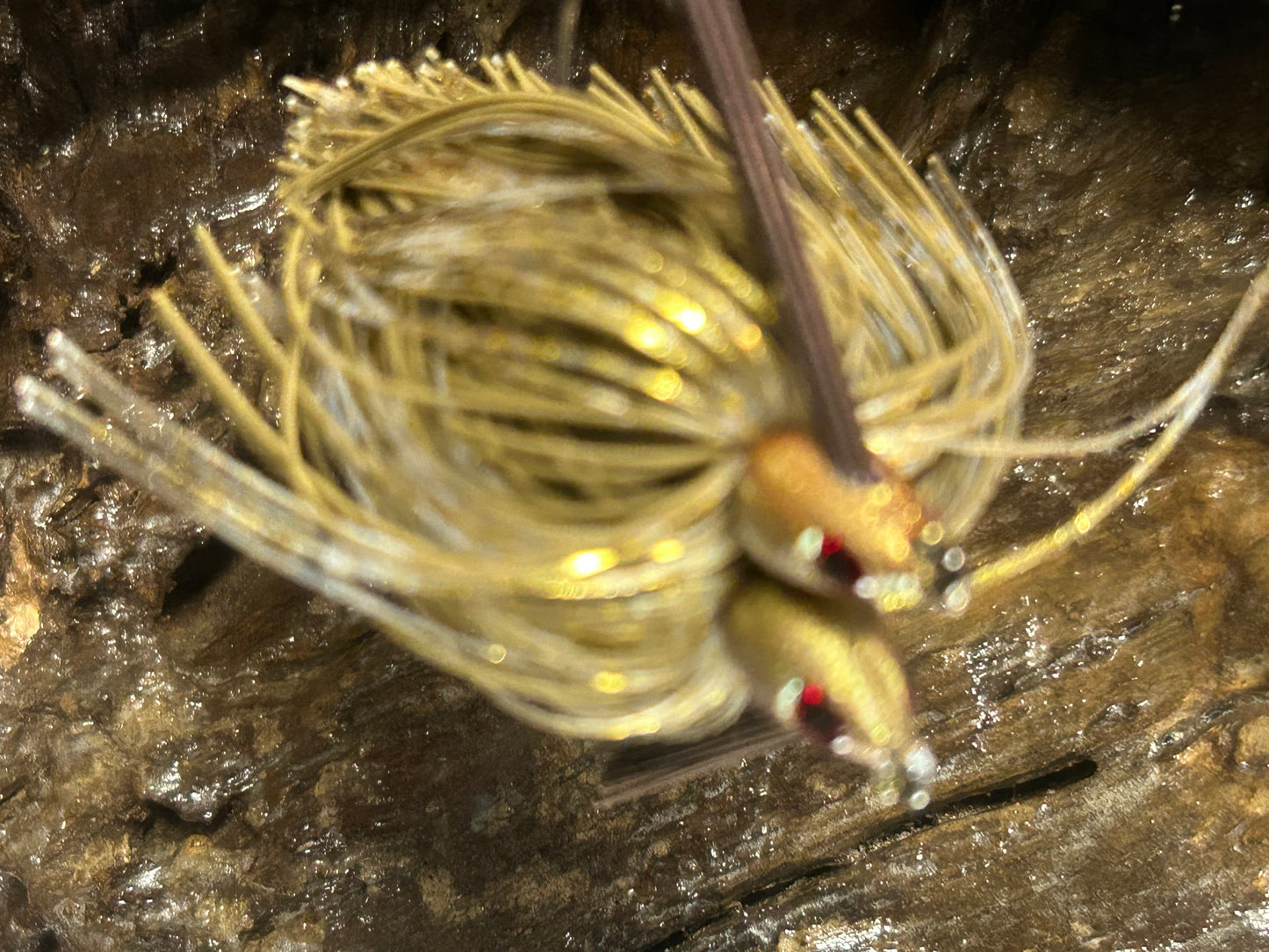 Gold River Roach