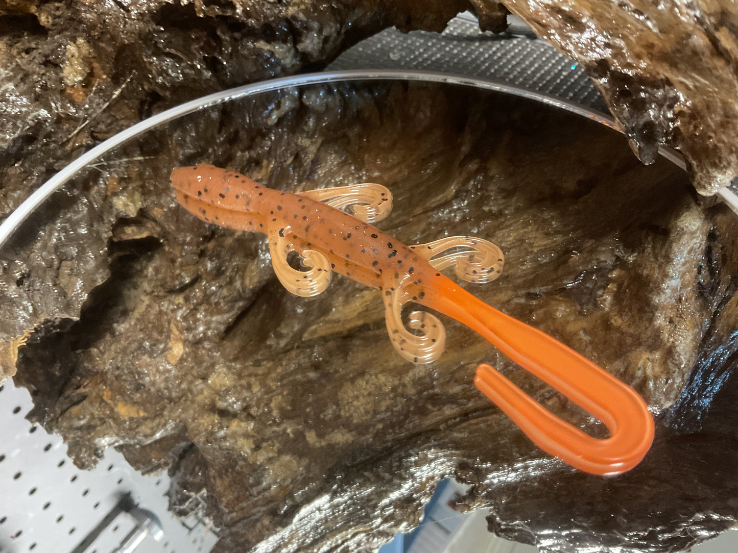 Pumpkin Seed Orange Tail