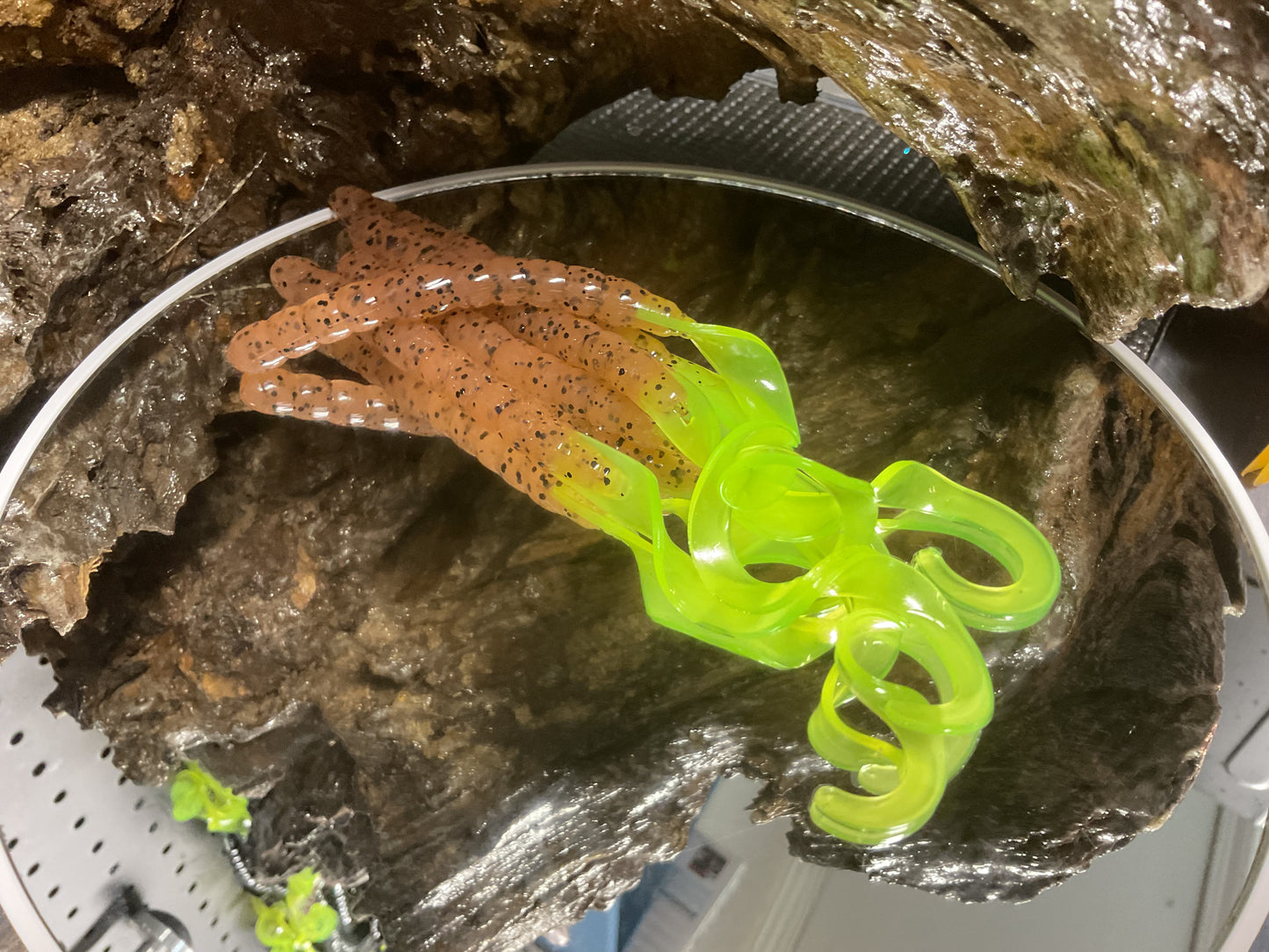 Pumpkin Seed - Chartreuse Tail