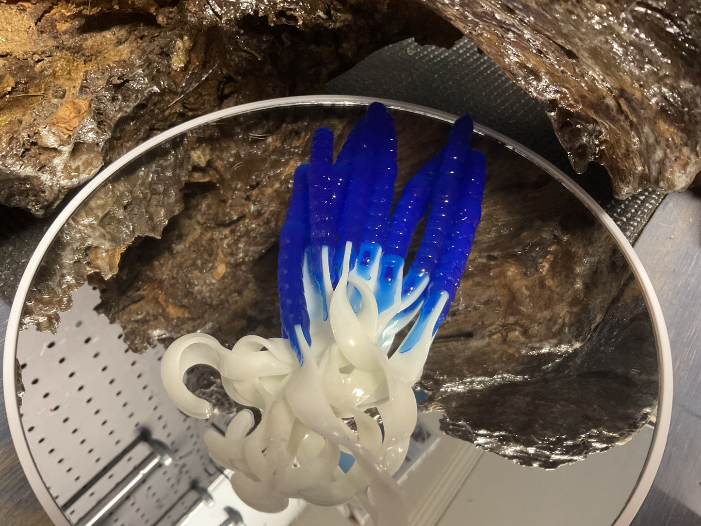 Phthalo Blue White Tail