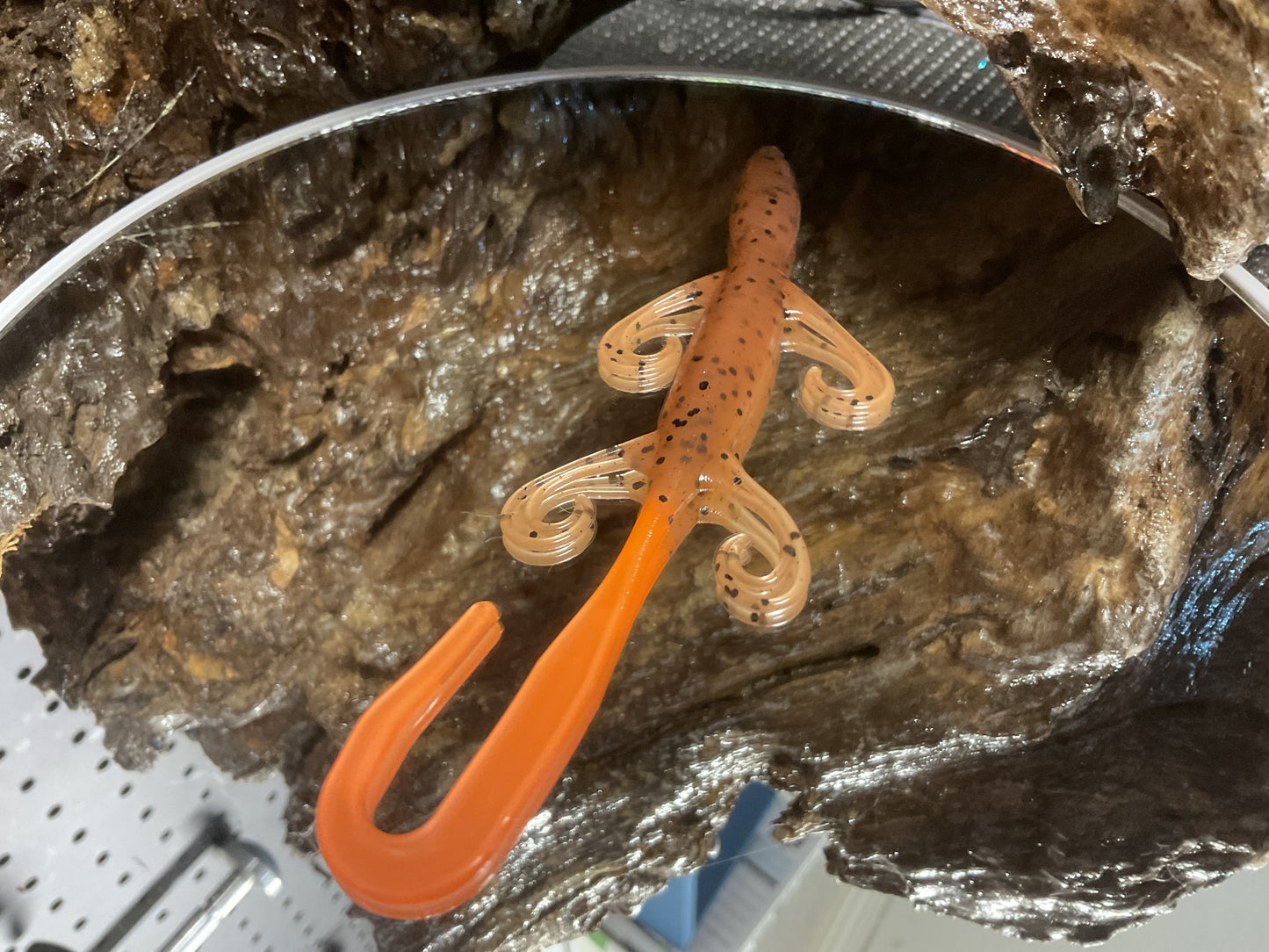Pumpkin Seed Orange Tail