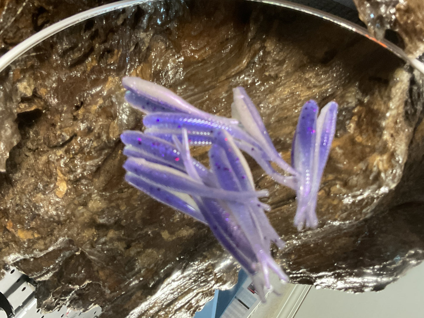 Burple Grape - Argent