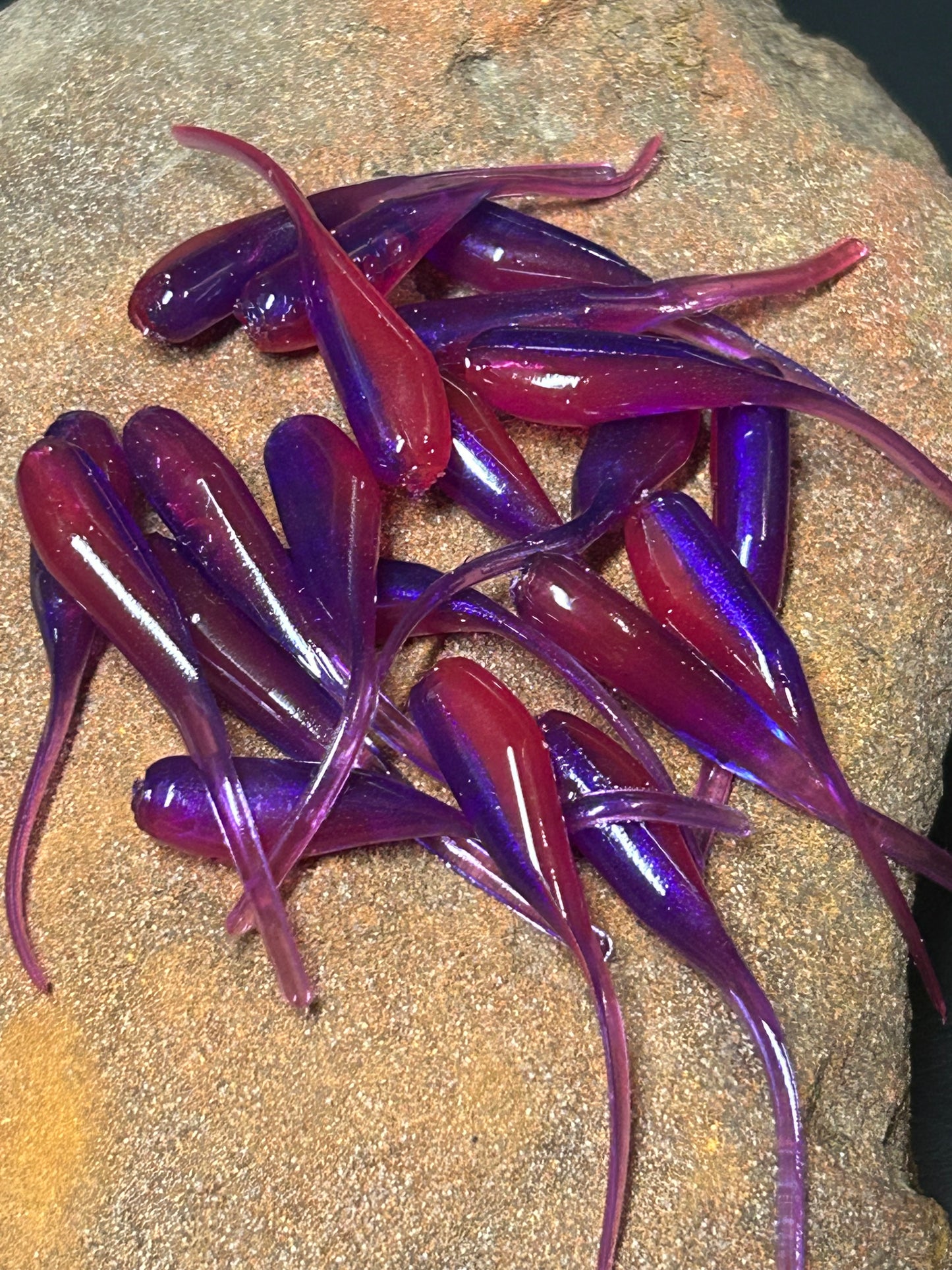 Morning Dawn Shad