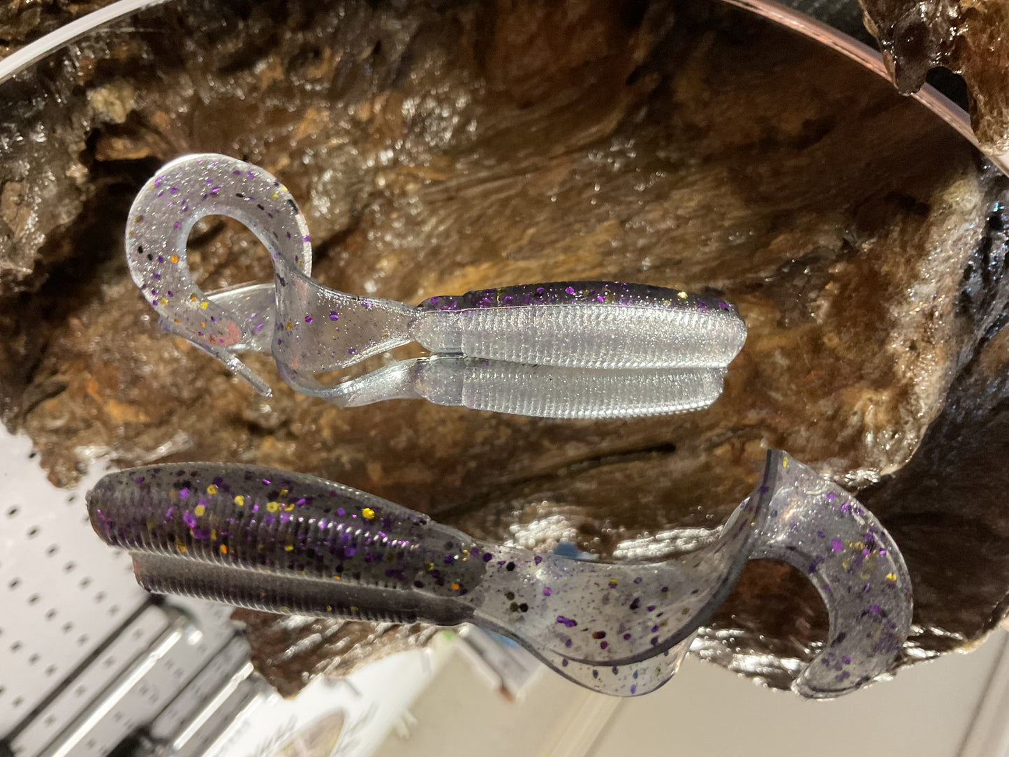 Gizzard Shad
