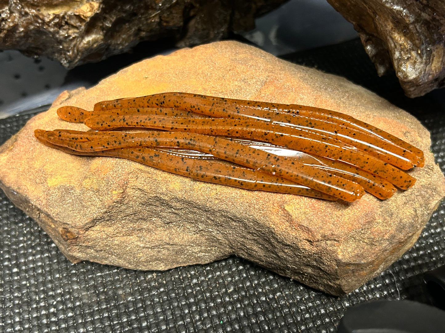 North Carolina Pumpkin Seed (qty12)