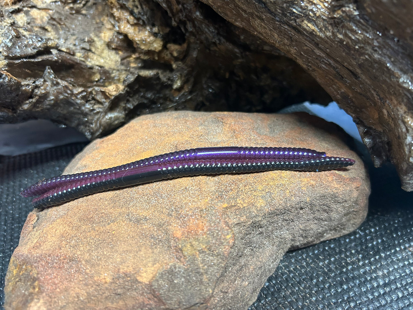 Tequila Sunrise Shad