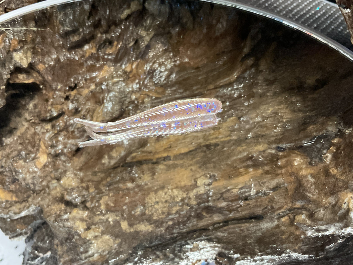 Electric Shad